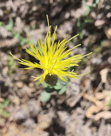 نسب المصنف - غير تجاري 4.0 دولي (CC BY-NC 4.0)- i naturalist.