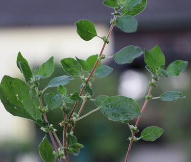 Via inaturalist. Licensed under Attribution-NonCommercial 4.0.International.