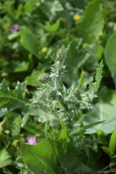 Flower Bud & Leaves, April. This photo is available under the Creative Commons CC-BY-NC 4.0 License.