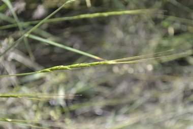 نسب المصنف - غير تجاري 4.0 دولي (CC BY-NC 4.0)- i naturalist.