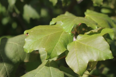 Leaves, April. This photo is available under the Creative Commons CC-BY-NC 4.0 License.