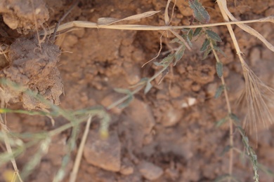 Leaves, July. This photo is available under the Creative Commons CC-BY-NC 4.0 License.