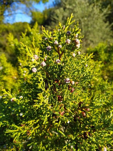 نسب المصنف - غير تجاري 4.0 دولي (CC BY-NC 4.0)- i naturalist.