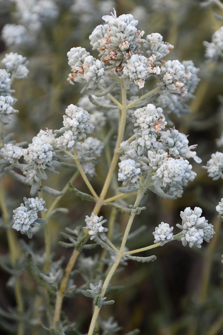 نسب المصنف - غير تجاري 4.0 دولي (CC BY-NC 4.0)- i naturalist.