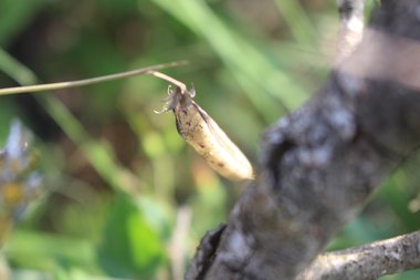 القرن، شهر أيار. هذه الصورة مرخصة تحت المشاع الاٍبداعي نسب المصنف - غير تجاري 4.0