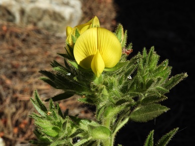 Via inaturalist. Licensed under Attribution-NonCommercial 4.0.International.