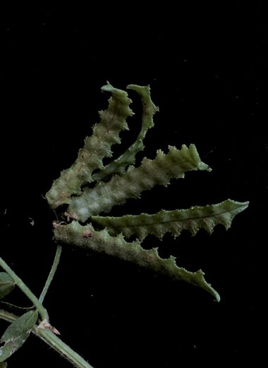 القرون، شهر نيسان. هذه الصورة مرخصة تحت المشاع الاٍبداعي نسب المصنف - غير تجاري 4.0