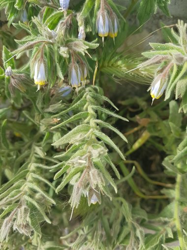 الأوراق، شهر نيسان. هذه الصورة مرخصة تحت المشاع الاٍبداعي نسب المصنف - غير تجاري 4.0