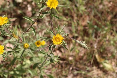 الأزهار، شهر نيسان. هذه الصورة مرخصة تحت المشاع الاٍبداعي نسب المصنف - غير تجاري 4.0