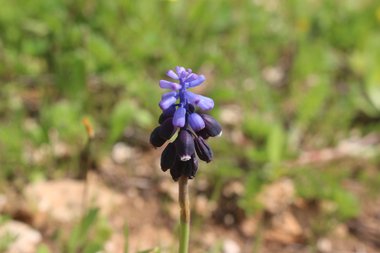 الأزهار، شهر آذار. هذه الصورة مرخصة تحت المشاع الاٍبداعي نسب المصنف - غير تجاري 4.0