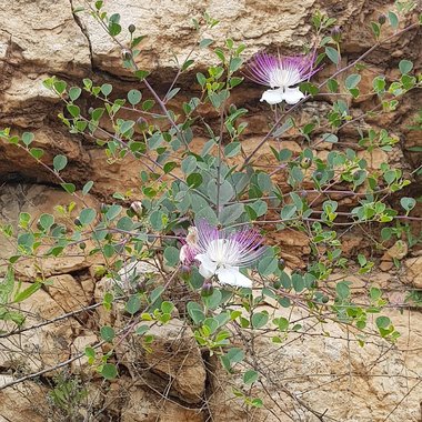 صورة عامة، شهر نيسان. هذه الصورة مرخصة تحت المشاع الاٍبداعي نسب المصنف - غير تجاري 4.0