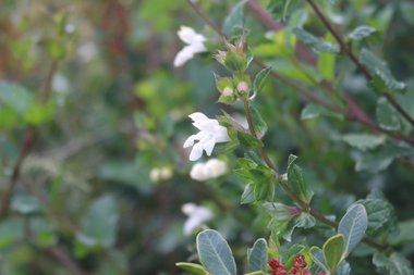 Flower & Leaves, March. This photo is available under the Creative Commons CC-BY-NC 4.0.
