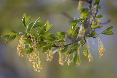 نسب المصنف - غير تجاري 4.0 دولي (CC BY-NC 4.0)- i naturalist.