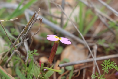 Flowers & Leaves, February. This photo is available under the Creative Commons CC-BY-NC 4.0 License.