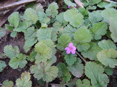 نسب المصنف - غير تجاري 4.0 دولي (CC BY-NC 4.0)- i naturalist.