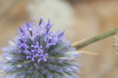 Flowers, June. This photo is available under the Creative Commons CC-BY-NC 4.0 License.