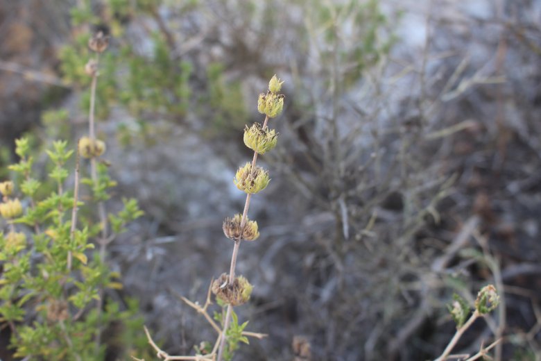 بذرة، شهر تموز. هذه الصورة مرخصة تحت المشاع الاٍبداعي نسب المصنف - غير تجاري 4.0