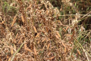 Pods, May. This photo is available under the Creative Commons CC-BY-NC 4.0.