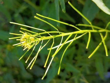 نسب المصنف - غير تجاري 4.0 دولي (CC BY-NC 4.0)- i naturalist.