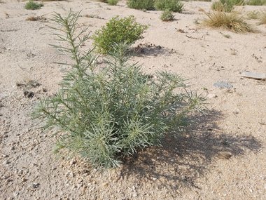 نسب المصنف - غير تجاري 4.0 دولي (CC BY-NC 4.0)- i naturalist.