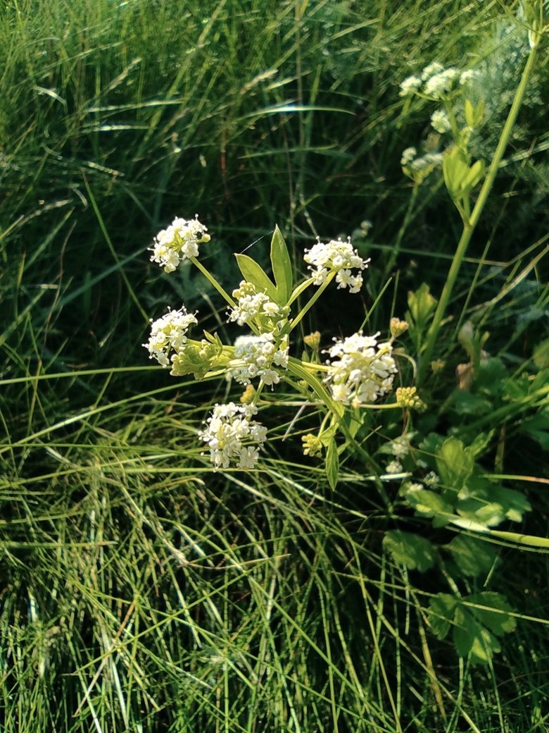 نسب المصنف - غير تجاري 4.0 دولي (CC BY-NC 4.0)- i naturalist.