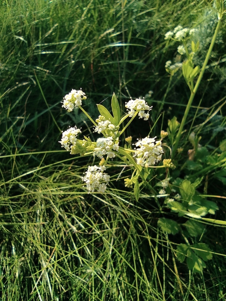 Via inaturalist. Licensed under Attribution-NonCommercial 4.0.International.