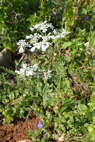 بيانات ويكي