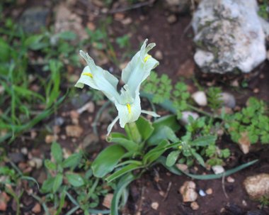 الزهرة، شهر كانون الثاني. هذه الصورة مرخصة تحت المشاع الإبداعي نسب المصنف - غير تجاري 4.0