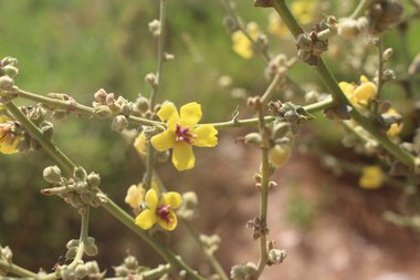 البراعم والساق، شهر حزيران. هذه الصورة مرخصة تحت المشاع الاٍبداعي نسب المصنف - غير تجاري 4.0