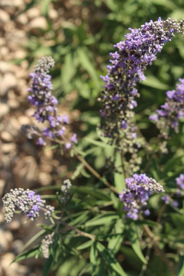 الأزهار والأوراق، شهر حزيران. هذه الصورة مرخصة تحت المشاع الإبداعي نسب المصنف - غير تجاري 4.0