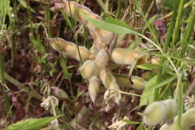 Pods, May. This photo is available under the Creative Commons CC-BY-NC 4.0 License.