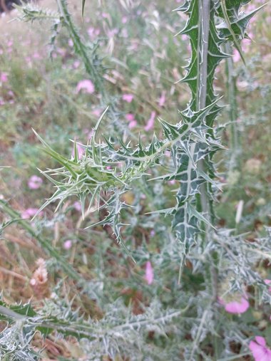 نسب المصنف - غير تجاري 4.0 دولي (CC BY-NC 4.0)- i naturalist.