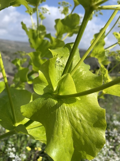 Leaves, March. This photo is available under the Creative Commons CC-BY-NC 4.0 License.