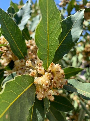 الأزهار والأوراق، شهر نيسان. هذه الصورة مرخصة تحت المشاع الاٍبداعي نسب المصنف - غير تجاري 4.0