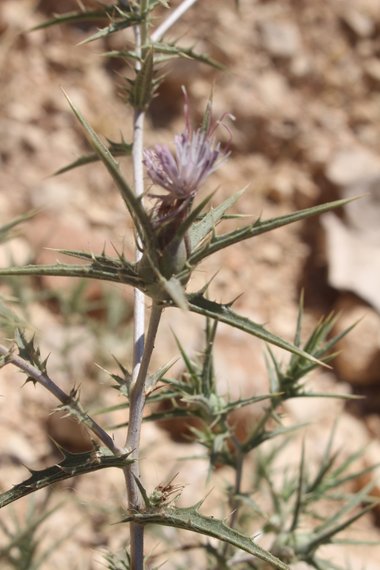 General View, July. This photo is available under the Creative Commons CC-BY-NC 4.0 License.