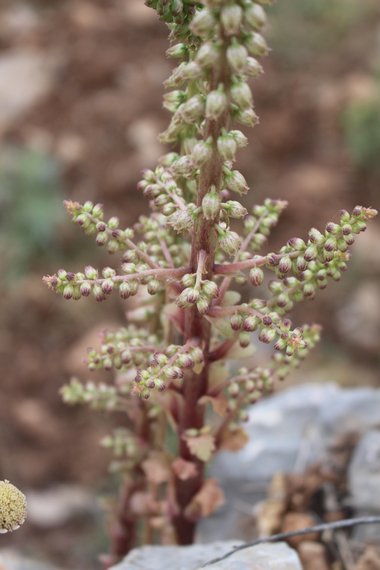 الأزهار، شهر نيسان. هذه الصورة مرخصة تحت المشاع الاٍبداعي نسب المصنف - غير تجاري 4.0
