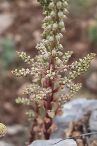 Flowers, April. This photo is available under the Creative Commons CC-BY-NC 4.0.