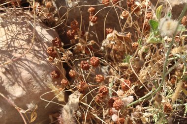 البذور. هذه الصورة مرخصة تحت المشاع الإبداعي نسب المصنف - غير تجاري 4.0