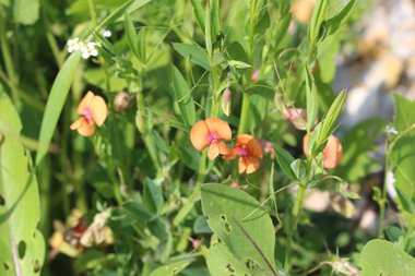 الأزهار والأوراق، شهر شباط. هذه الصورة مرخصة تحت المشاع الإبداعي نسب المصنف - غير تجاري 4.0