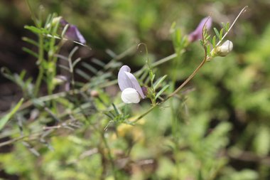 الزهرة و الأوراق، شهر نيسان. هذه الصورة مرخصة تحت المشاع الاٍبداعي نسب المصنف - غير تجاري 4.0