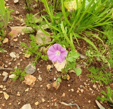 نسب المصنف - غير تجاري 4.0 دولي (CC BY-NC 4.0)- i naturalist.