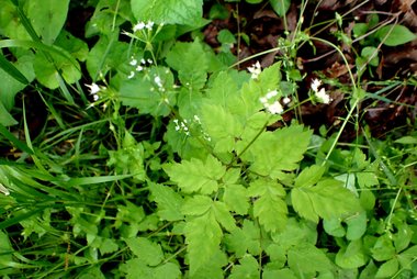 نسب المصنف - غير تجاري 4.0 دولي (CC BY-NC 4.0)- i naturalist.