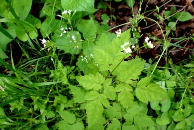 Via inaturalist. Licensed under Attribution-NonCommercial 4.0.International.