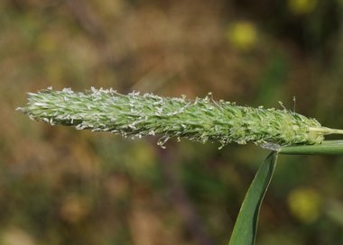 نسب المصنف - غير تجاري 4.0 دولي (CC BY-NC 4.0)- i naturalist.