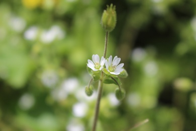 Flowers, March. This photo is available under the Creative Commons CC-BY-NC 4.0 License.