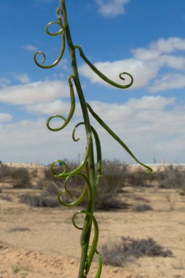 نسب المصنف - غير تجاري 4.0 دولي (CC BY-NC 4.0)- i naturalist.