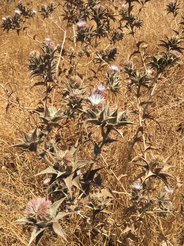 نسب المصنف - غير تجاري 4.0 دولي (CC BY-NC 4.0)- i naturalist.