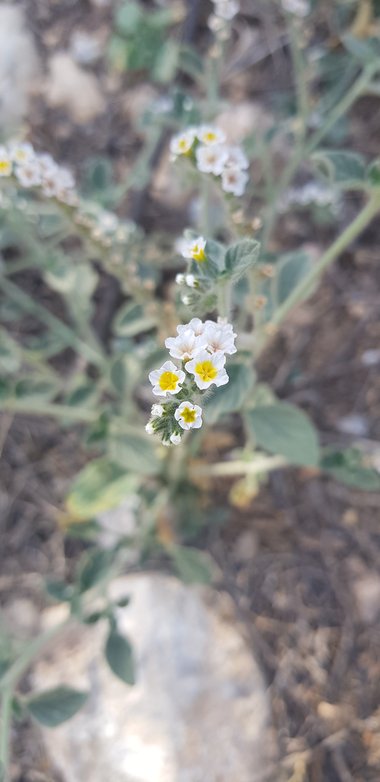 الزهرة والأوراق، شهر حزيران. هذه الصورة مرخصة تحت المشاع الإبداعي نسب المصنف - غير تجاري 4.0