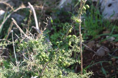 ثمار صغيرة، شهر تشرين الثاني. هذه الصورة مرخصة تحت المشاع الاٍبداعي نسب المصنف - غير تجاري 4.0