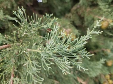 نسب المصنف - غير تجاري 4.0 دولي (CC BY-NC 4.0)- i naturalist.